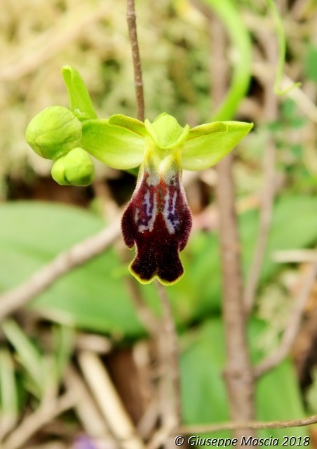 Ophrys lojaconoi e Ophrys iricolor subsp. eleonorae